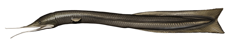 Deine Geschichte mit Schwarzer Tiefseeaal